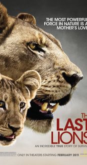 آخرین شیر – 2011 The Last Lions