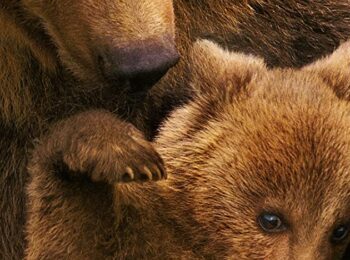 خرس ها – Bears 2014