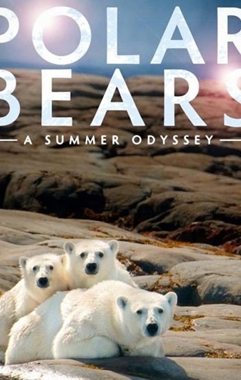 خرسهای قطبی : یک سفر تابستانی – 2021 Polar Bears